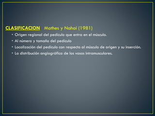 CLASIFICACION Mathes y Nahai (1981)
• Origen regional del pedículo que entra en el músculo.
• Al número y tamaño del pedículo
• Localización del pedículo con respecto al músculo de origen y su inserción.
• La distribución angiográfica de los vasos intramusculares.
 