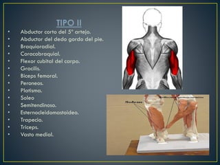TIPO II
• Abductor corto del 5º artejo.
• Abductor del dedo gordo del pie.
• Braquioradial.
• Coracobraquial.
• Flexor cubital del carpo.
• Gracilis.
• Biceps femoral.
• Peroneos.
• Platisma.
• Soleo
• Semitendinoso.
• Esternocleidomastoideo.
• Trapecio.
• Triceps.
• Vasto medial.
 