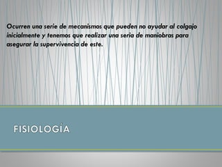 Ocurren una serie de mecanismos que pueden no ayudar al colgajo
inicialmente y tenemos que realizar una seria de maniobras para
asegurar la supervivencia de este.
 