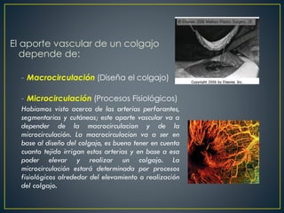 El aporte vascular de un colgajo
depende de:
- Macrocirculación (Diseña el colgajo)
- Microcirculación (Procesos Fisiológicos)
Habiamos visto acerca de las arterias perforantes,
segmentarias y cutáneas; este aporte vascular va a
depender de la macrocirculacion y de la
microcirculación. La macrocirculacion va a ser en
base al diseño del colgajo, es bueno tener en cuenta
cuanto tejido irrigan estas arterias y en base a esa
poder elevar y realizar un colgajo. La
microcirculación estará determinada por procesos
fisiológicos alrededor del elevamiento o realización
del colgajo.
 