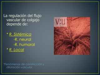 La regulación del flujo
vascular de colgajo
depende de:
* R. Sistémica
-R. neural
-R. humoral
* R. Local
*Fenómenos de constricción y
dilatación vascular.
 