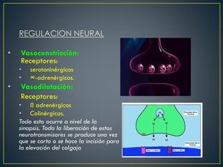 REGULACION NEURAL
• Vasoconstricción:
Receptores:
• serotoninérgicos
• ∞-adrenérgicos.
• Vasodilatación:
Receptores:
• ß adrenérgicos
• Colinérgicos.
Todo esto ocurre a nivel de la
sinapsis. Toda la liberación de estos
neurotransmisores se produce una vez
que se corta o se hace la incisión para
la elevación del colgajo
 