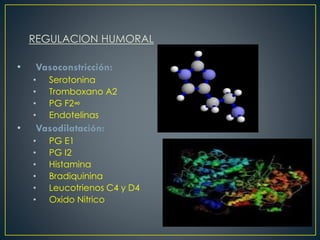REGULACION HUMORAL
• Vasoconstricción:
• Serotonina
• Tromboxano A2
• PG F2∞
• Endotelinas
• Vasodilatación:
• PG E1
• PG I2
• Histamina
• Bradiquinina
• Leucotrienos C4 y D4
• Oxido Nitrico
 