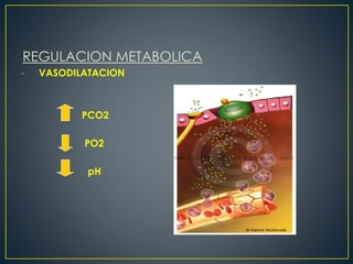 REGULACION METABOLICA
- VASODILATACION
PCO2
PO2
pH
 