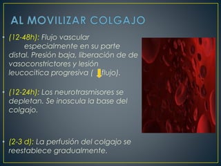• (12-48h): Flujo vascular
especialmente en su parte
distal. Presión baja, liberación de de
vasoconstrictores y lesión
leucocitica progresiva ( flujo).
• (12-24h): Los neurotrasmisores se
depletan. Se inoscula la base del
colgajo.
• (2-3 d): La perfusión del colgajo se
reestablece gradualmente.
 