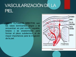 VASCULARIZACIÓN DE LA
PIEL
VASOS CUTÁNEOS DIRECTOS: son
los vasos dominantes, largos y se
encuentran en piel móvil ( espalda,
brazos ) se anastomosan para
formar el plexo subdermico, el de
mayor importancia para la irrigación
de la piel.
 