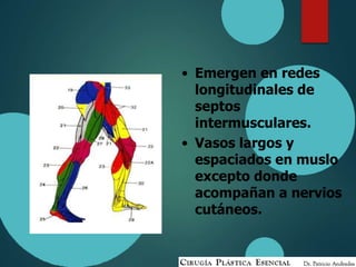 • Emergen en redes
longitudinales de
septos
intermusculares.
• Vasos largos y
espaciados en muslo
excepto donde
acompañan a nervios
cutáneos.
 