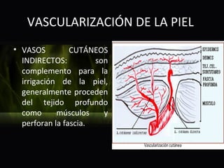 VASCULARIZACIÓN DE LA PIEL
• VASOS         CUTÁNEOS
  INDIRECTOS:         son
  complemento para la
  irrigación de la piel,
  generalmente proceden
  del tejido profundo
  como      músculos    y
  perforan la fascia.
 