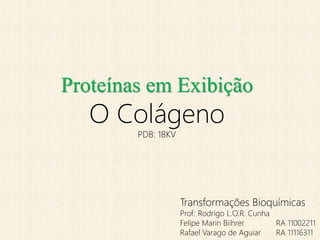 Proteínas em Exibição
   O Colágeno
        PDB: 1BKV




                    Transformações Bioquímicas
                    Prof: Rodrigo L.O.R. Cunha
                    Felipe Marin Biihrer       RA 11002211
                    Rafael Varago de Aguiar    RA 11116311
 