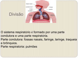 Divisão
O sistema respiratório é formado por uma parte
condutora e uma parte respiratória.
Parte condutora: fossas nasais, faringe, laringe, traqueia
e brônquios.
Parte respiratória: pulmões
 