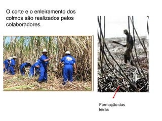 Formação das leiras O corte e o enleiramento dos colmos são realizados pelos colaboradores. 