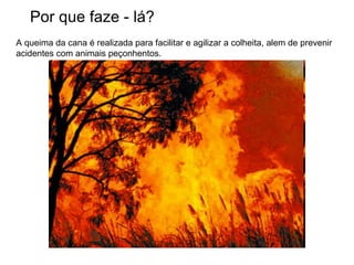 Por que faze - lá? A queima da cana é realizada para facilitar e agilizar a colheita, alem de prevenir acidentes com animais peçonhentos.  