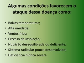 Algumas condições favorecem o
ataque dessa doença como:
•
•
•
•
•
•
•

Baixas temperaturas;
Alta umidade;
Ventos frios;
Excesso de insolação;
Nutrição desequilibrada ou deficiente;
Sistema radicular pouco desenvolvido;
Deficiência hídrica severa.

 