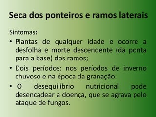 Seca dos ponteiros e ramos laterais
Sintomas:

• Plantas de qualquer idade e ocorre a
desfolha e morte descendente (da ponta
para a base) dos ramos;
• Dois períodos: nos períodos de inverno
chuvoso e na época da granação.
• O
desequilíbrio
nutricional
pode
desencadear a doença, que se agrava pelo
ataque de fungos.

 