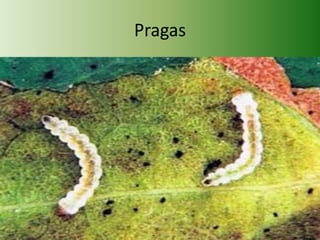Pragas

 
