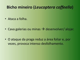 Bicho mineiro (Leucoptera coffeella)
• Ataca a folha.
• Cava galerias ou minas  desenvolver/ alojar.

• O ataque da praga reduz a área foliar e, por
vezes, provoca intenso desfolhamento.

 