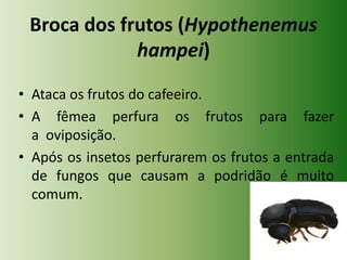 Broca dos frutos (Hypothenemus
hampei)
• Ataca os frutos do cafeeiro.
• A fêmea perfura os frutos para fazer
a oviposição.
• Após os insetos perfurarem os frutos a entrada
de fungos que causam a podridão é muito
comum.

 
