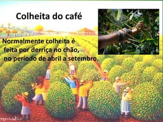 Colheita do café
Normalmente colheita é
feita por derriça no chão,
no período de abril a setembro.

 