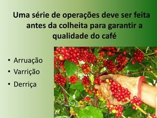 Uma série de operações deve ser feita
antes da colheita para garantir a
qualidade do café
• Arruação
• Varrição

• Derriça

 