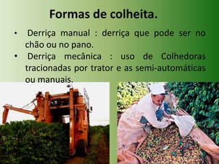 Formas de colheita.
•

Derriça manual : derriça que pode ser no
chão ou no pano.
• Derriça mecânica : uso de Colhedoras
tracionadas por trator e as semi-automáticas
ou manuais.

 