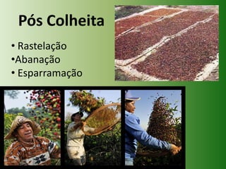 Pós Colheita
• Rastelação
•Abanação
• Esparramação

 
