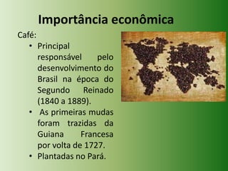 Importância econômica
Café:
• Principal
responsável
pelo
desenvolvimento do
Brasil na época do
Segundo Reinado
(1840 a 1889).
• As primeiras mudas
foram trazidas da
Guiana
Francesa
por volta de 1727.
• Plantadas no Pará.

 