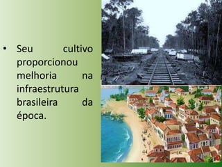 • Seu
cultivo
proporcionou
melhoria
na
infraestrutura
brasileira
da
época.

 