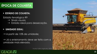 10
ÉPOCA DE COLHEITA
UMIDADE IDEAL:
→A partir de 15% de umidade;
→Já o enleiramento deve ser feito com a
umidade mais elevada.
ESTÁDIO DE COLHEITA:
Estádio fenológico R9
→ Sinais visuais;
→ Estádio ideal para dessecação.
Fonte: Folha Agrícola, 2022.
 