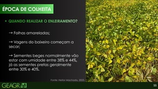 11
Fonte: Heitor Machado, 2025.
QUANDO REALIZAR O ENLEIRAMENTO?
→Folhas amareladas;
→Vagens do baixeiro começam a
secar;
→Sementes beges normalmente vão
estar com umidade entre 38% e 44%,
já as sementes pretas geralmente
entre 30% e 40%.
ÉPOCA DE COLHEITA
 