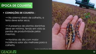 12
CONDIÇÕES DE COLHEITA :
→No sistema direto de colheita, a
terra deve estar seca;
→A presença de plantas daninhas
deve ser mínima, tendo em vista as
perdas de produtividade pelas
mesmas;
→Horários do dia com maior
incidência solar são melhores para a
colheita.
Fonte: Canal Rural, 2025.
ÉPOCA DE COLHEITA
 