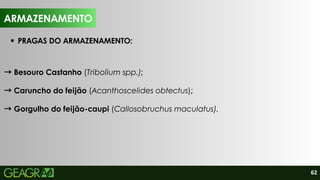 62
PRAGAS DO ARMAZENAMENTO:
→Besouro Castanho (Tribolium spp.);
→Caruncho do feijão (Acanthoscelides obtectus);
→Gorgulho do feijão-caupi (Callosobruchus maculatus).
ARMAZENAMENTO
ARMAZENAMENTO
 