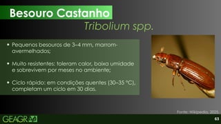 63
Pequenos besouros de 3–4 mm, marrom-
avermelhados;
Muito resistentes: toleram calor, baixa umidade
e sobrevivem por meses no ambiente;
Ciclo rápido: em condições quentes (30–35 °C),
completam um ciclo em 30 dias.
Besouro Castanho
Fonte: Wikipedia, 2025.
Tribolium spp.
 