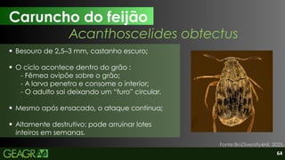 64
Caruncho do feijão
Fonte:BioDiversity4All, 2025.
Acanthoscelides obtectus
Besouro de 2,5–3 mm, castanho escuro;
O ciclo acontece dentro do grão :
- Fêmea ovipõe sobre o grão;
- A larva penetra e consome o interior;
- O adulto sai deixando um “furo” circular.
Mesmo após ensacado, o ataque continua;
Altamente destrutivo: pode arruinar lotes
inteiros em semanas.
 