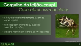 65
Gorgulho do feijão-caupi
Fonte: Wikipedia, 2022.
Callosobruchus maculatus
Besouros de aproximadamente 0,3 cm de
comprimento;
Fêmeas põem em média 80 ovos nas
superfícies do grãos;
Mancha marrom em formato de “X” nos élitros.
 