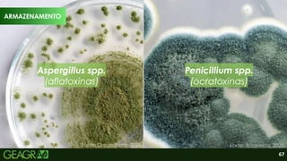 67
ARMAZENAMENTO
Aspergillus spp.
(aflatoxinas)
Penicillium spp.
(ocratoxinas)
Fonte: Britannica, 2025.
Fonte: DreamStime, 2025.
 