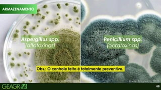 68
ARMAZENAMENTO
Aspergillus spp.
(aflatoxinas)
Penicillium spp.
(ocratoxinas)
Fonte: Britannica, 2025.
Fonte: DreamStime, 2025.
Obs.: O controle feito é totalmente preventivo.
 