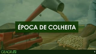 8
ÉPOCA DE COLHEITA
Fonte: Globo Rural, 2023.
 
