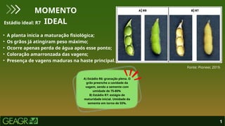 1
MOMENTO
IDEAL
Estádio ideal: R7
• A planta inicia a maturação fisiológica;
• Os grãos já atingiram peso máximo;
• Ocorre apenas perda de água após esse ponto;
• Coloração amarronzada das vagens;
• Presença de vagens maduras na haste principal.
Fonte: Pioneer, 2019.
A) Estádio R6: granação plena. O
grão preenche a cavidade da
vagem, sendo a semente com
umidade de 75-80%
B) Estádio R7: estágio de
maturidade inicial. Umidade da
semente em torno de 55%.
 