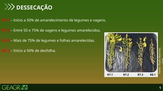 R7.1 – Início a 50% de amarelecimento de legumes e vagens.
R7.2 – Entre 50 e 75% de vagens e legumes amarelecidos.
R7.3 – Mais de 75% de legumes e folhas amarelecidas.
R8.1 – Início a 50% de desfolha.
DESSECAÇÃO
1
Fonte:
Thulio
Mariotto,
 