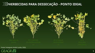 HERBICIDAS PARA DESSECAÇÃO - PONTO IDEAL
1
Fonte: Instagram André Loiola, 2026.
R7.1 GAPPER
(FLORPIRAUXIFEN
O)
Não está no
ponto
R7.2 FINALE
(GLUFOSINAT
O)
R7.3
REGLONE
(DIQUATE)
 