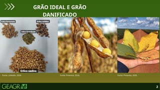 2
GRÃO IDEAL E GRÃO
DANIFICADO
Fonte: Linkedin, 2024. Fonte: Pinterest, 2026. Fonte: Pinterest, 2026.
 