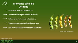 5
Momento Ideal de
Colheita
A colheita ocorre no estádio R8;
Planta está completamente madura;
Folhas já caíram quase totalmente;
Vagens apresentam coloração marrom;
Grãos atingiram tamanho e peso máximos.
Fonte: Aegro, 2020.
Fonte: Silos Roma, 2024.
 