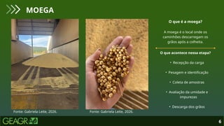O que é a moega?
A moega é o local onde os
caminhões descarregam os
grãos após a colheita.
O que acontece nessa etapa?
• Recepção da carga
• Pesagem e identificação
• Coleta de amostras
• Avaliação da umidade e
impurezas
• Descarga dos grãos
6
MOEGA
Fonte: Gabriela Leite, 2026. Fonte: Gabriela Leite, 2026.
 