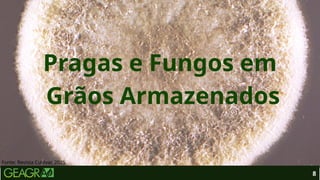 Pragas e Fungos em
Grãos Armazenados
8
Fonte: Revista Cultivar, 2025.
 