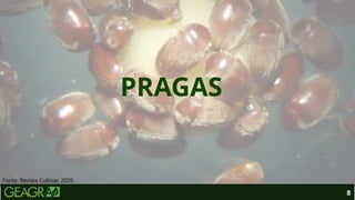 PRAGAS
8
Fonte: Revista Cultivar, 2020.
 