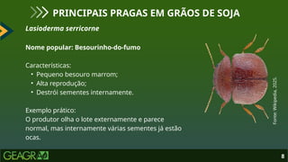 Lasioderma serricorne
Nome popular: Besourinho-do-fumo
Características:
• Pequeno besouro marrom;
• Alta reprodução;
• Destrói sementes internamente.
Exemplo prático:
O produtor olha o lote externamente e parece
normal, mas internamente várias sementes já estão
ocas.
8
PRINCIPAIS PRAGAS EM GRÃOS DE SOJA
Fonte:
Wikipedia,
2025.
 