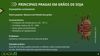Oryzaephilus surinamensis
Nome popular: Besouro-serrilhado-dos-grãos
Características:
• Condições de temperatura a 20 – 35° C;
• Umidade relativa de 70 – 90%;
• Ataca grãos já danificados;
• Multiplica-se rapidamente.
Problema:
Aumenta a temperatura da massa de grãos.
Exemplo prático:
Quando há muita quebra durante a colheita, sobra material partido
no silo, facilitando explosão populacional dessa praga.
8
PRINCIPAIS PRAGAS EM GRÃOS DE SOJA
Fonte:
Wikipedia,
2017.
 