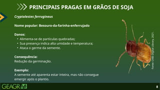 Cryptolestes ferrugineus
Nome popular: Besouro-da-farinha-enferrujado
Danos:
• Alimenta-se de partículas quebradas;
• Sua presença indica alta umidade e temperatura;
• Ataca o germe da semente.
Consequência:
Redução da germinação.
Exemplo:
A semente até aparenta estar inteira, mas não consegue
emergir após o plantio.
8
PRINCIPAIS PRAGAS EM GRÃOS DE SOJA
Fonte:
CABI
Digital
Library,
2021.
 