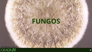FUNGOS
9
Fonte: Revista Cultivar, 2025.
 