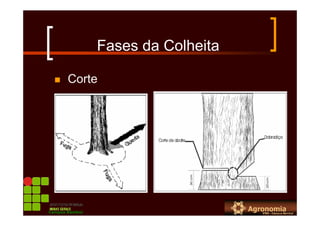 Fases da Colheita
Corte
Campus Bambuí
 